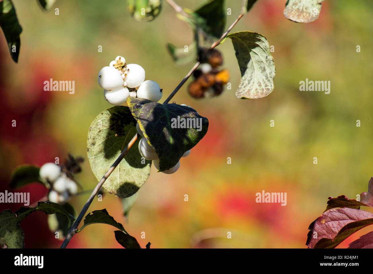 Common snowberry (Symphoricarpos albus) Stock Photo
