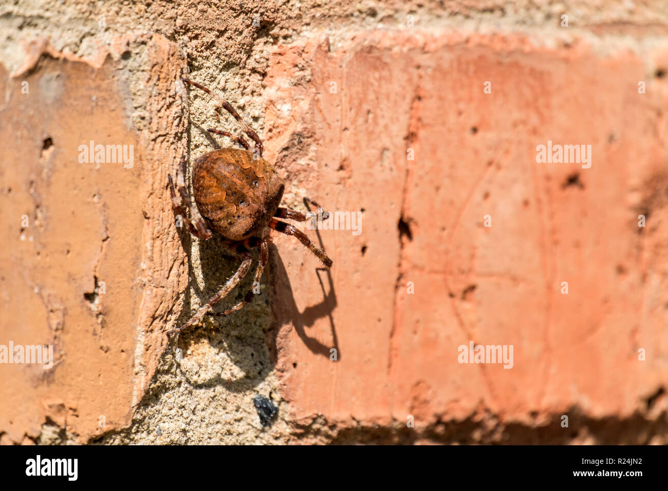 Cross spider sitting on a brick wall (Araneus diadematus) Stock Photo