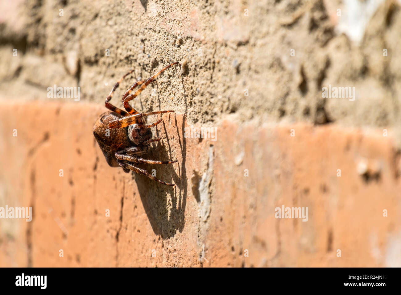 Diadem spider sitting on a brick wall (Araneus diadematus) Stock Photo