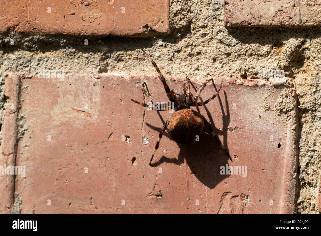 This Giant European House Spider lives in my basement. Is this common? :  r/brussels