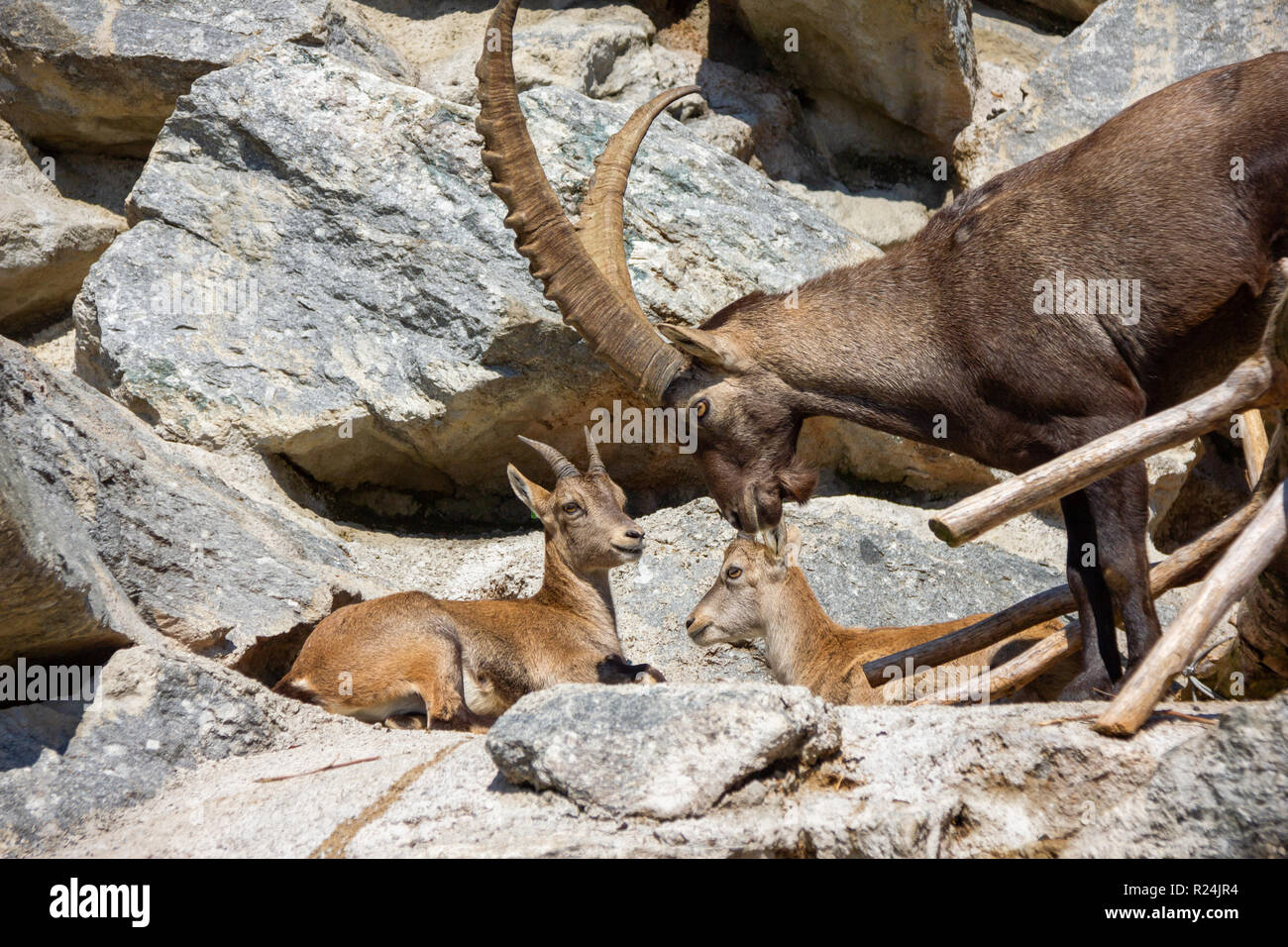 Alpine Ibex basking in sunlight on rocky hills Stock Photo