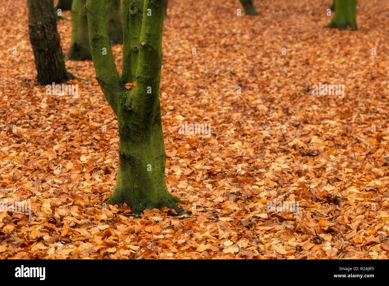 Mossy green trees and golden autumnal leaves at Park Hall Country Park, Staffordshire. Stock Photo