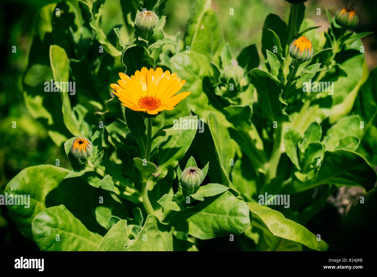 Flower and buds of marigold (Calendula officinalis) Stock Photo