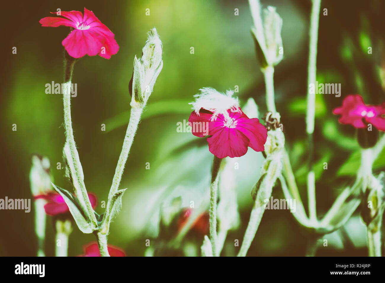 Flowers of rose campion (Silene coronaria) Stock Photo