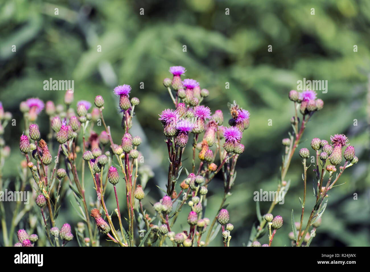 Purple flowers of creeping thistle (Cirsium arvense) Stock Photo