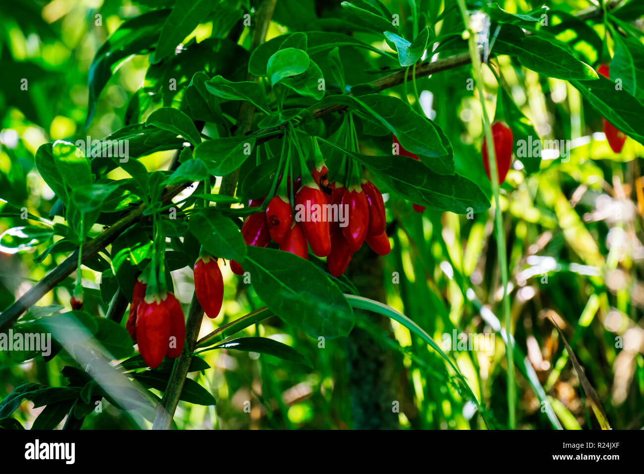 Red goji berries in green foliage on a tree (Lycium barbarum) Stock Photo