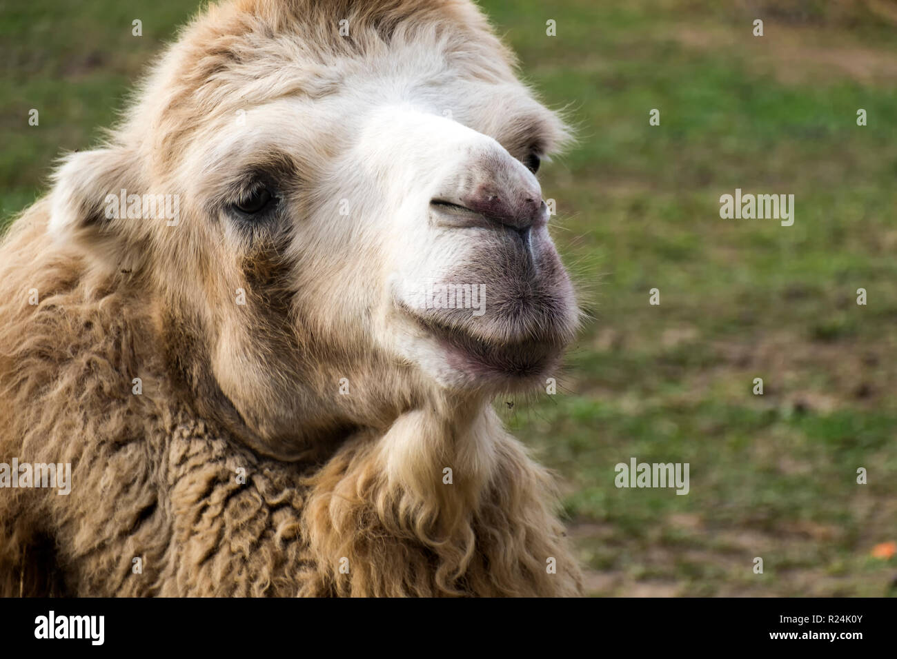 Head of white Bactrian camel close up (Camelus bactrianus) Stock Photo