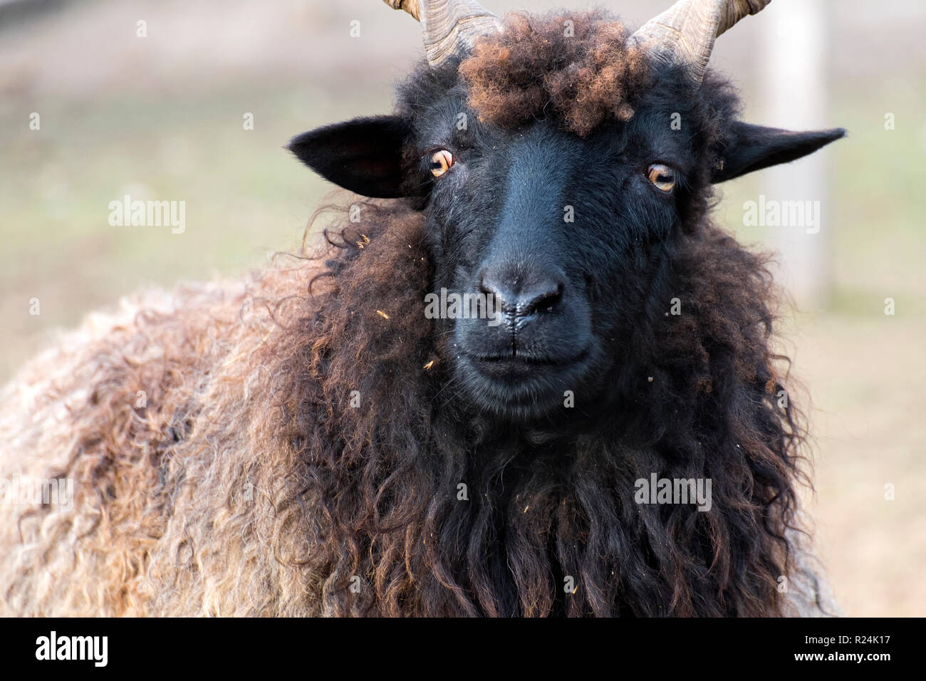 Hortobagy Racka Sheep with the face of the devil (Ovis aries strepsiceros hungaricus) Stock Photo