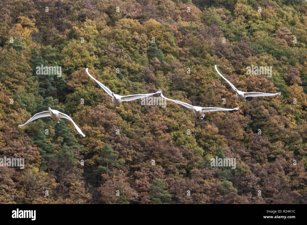 Swans flying over the Kellerwald-Edersee National Park. Stock Photo