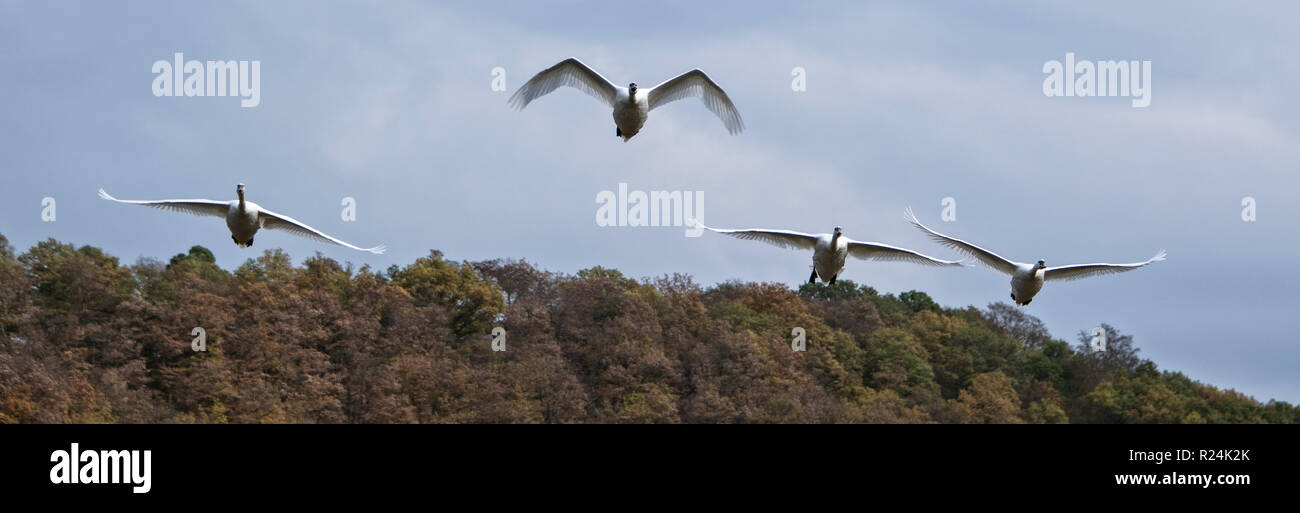 Swans flying over the Kellerwald-Edersee National Park. Stock Photo