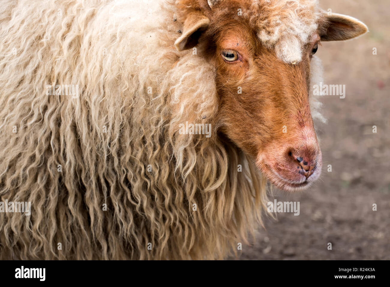 Portrait of Red Racka Sheep (Ovis aries strepsiceros hungaricus) Stock Photo