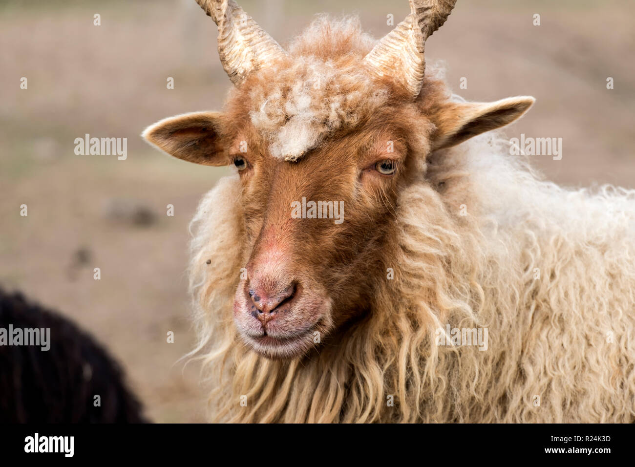 Red Hungarian Racka Sheep with helical helical horns (Ovis aries strepsiceros hungaricus) Stock Photo