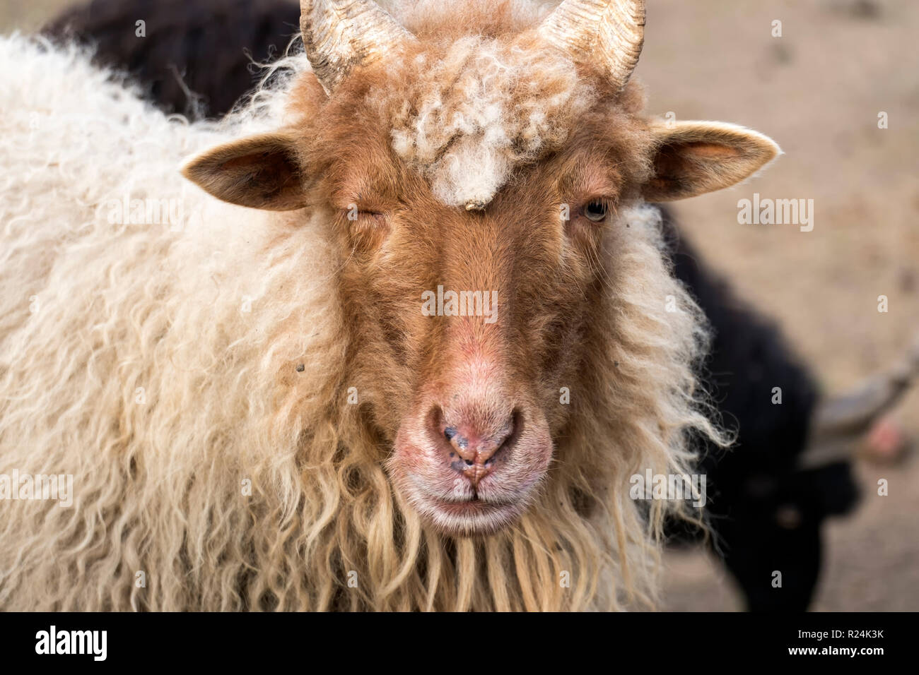 Helical horns hires stock photography and images Alamy