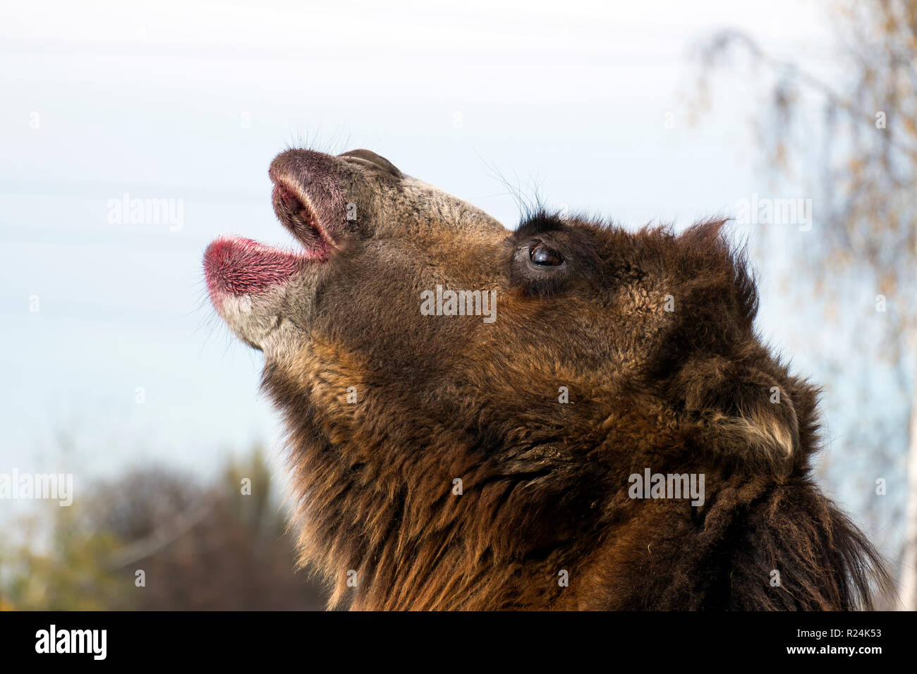 Bactrian camel howls at the moon (Camelus bactrianus) Stock Photo