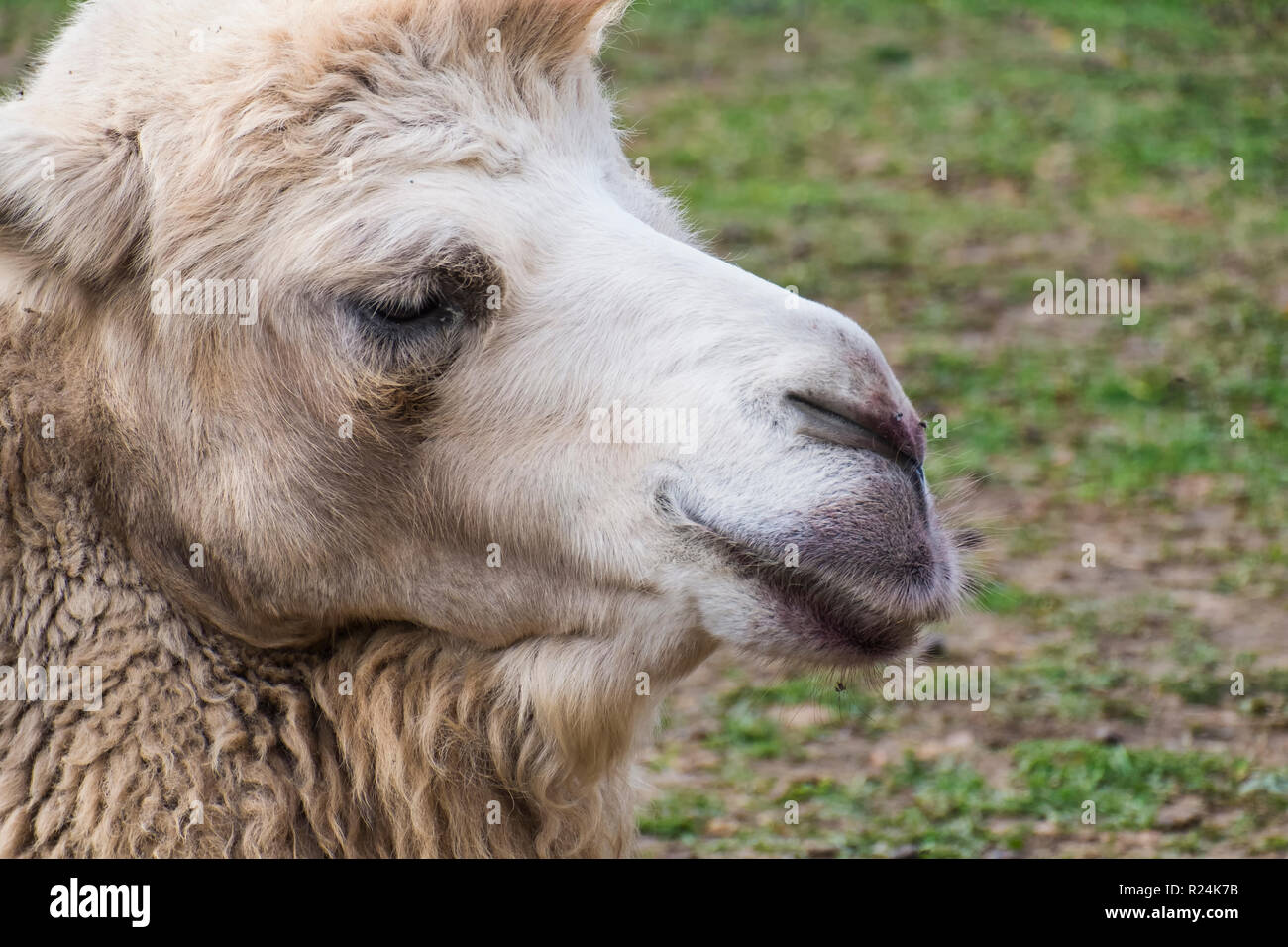 Head of white Bactrian camel close up (Camelus bactrianus) Stock Photo