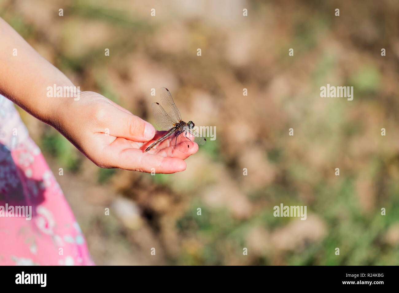 Large dragonfly sits on a children's palm Stock Photo