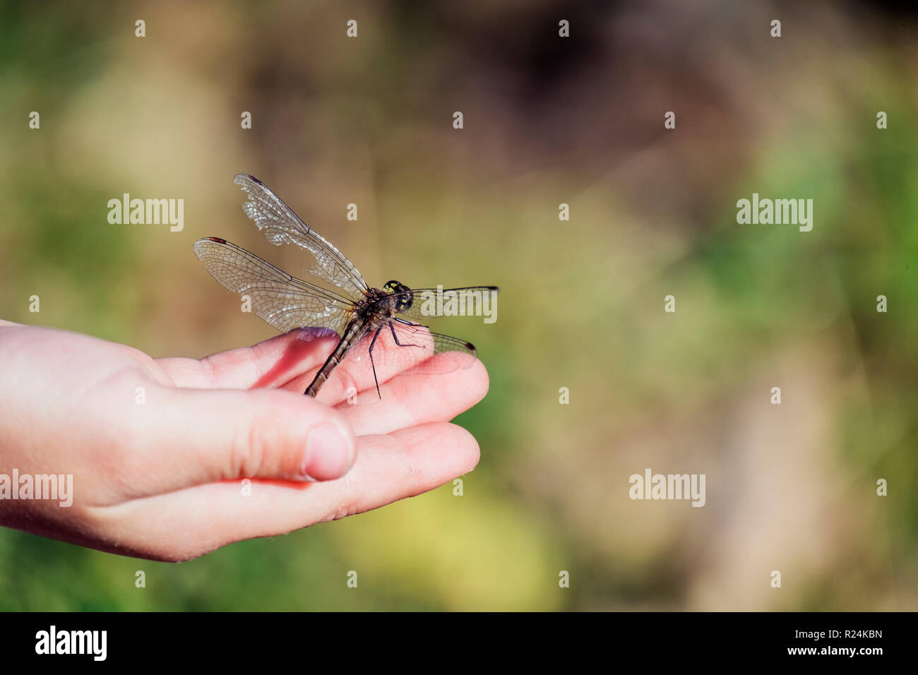 Large dragonfly with torn wing sits on the child's palm Stock Photo