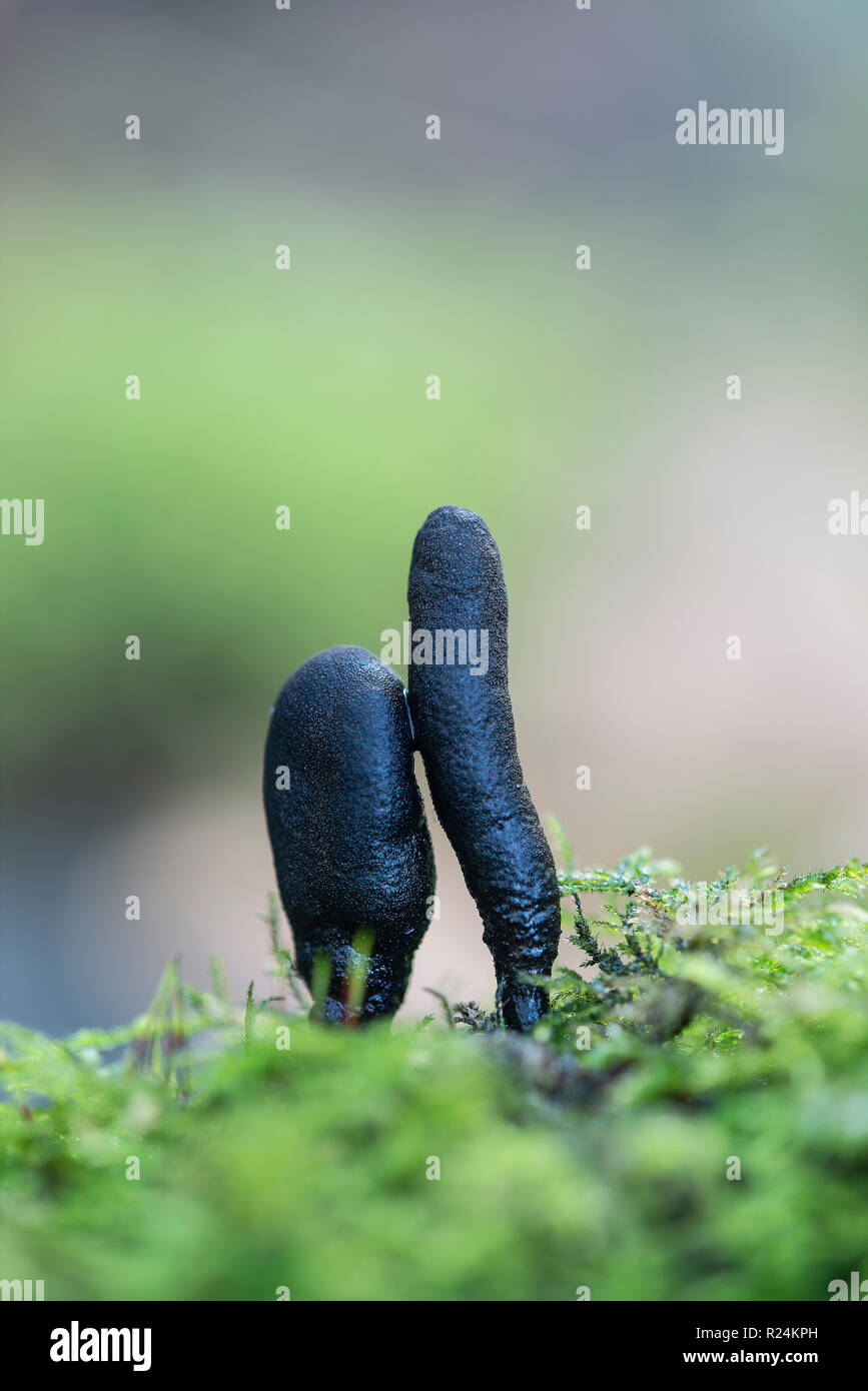 Dead Moll's Fingers Fungus: Xylaria longipes. Sussex, UK. Stock Photo