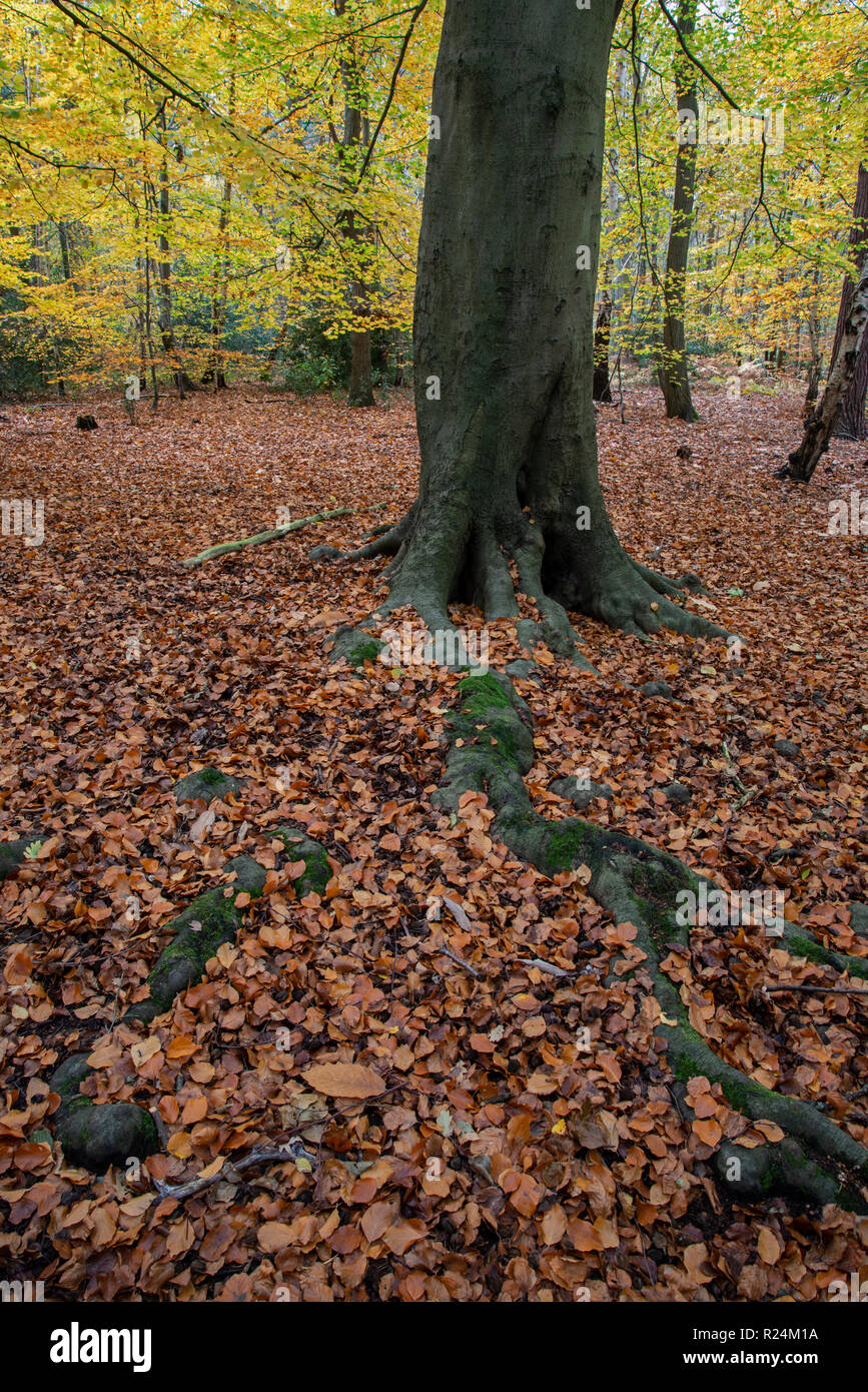 Mixed Woodland in autumn. Surrey, UK. Stock Photo