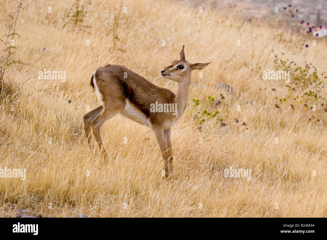 young female Mountain Gazelle (Gazella gazella gazella Stock Photo - Alamy