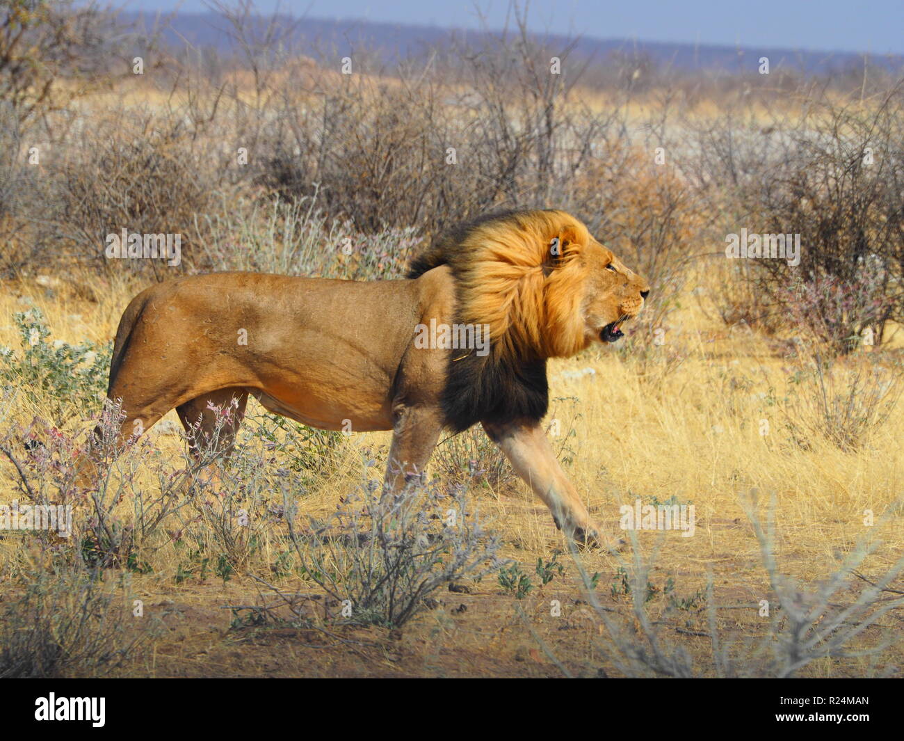 Male lion running hi-res stock photography and images - Alamy
