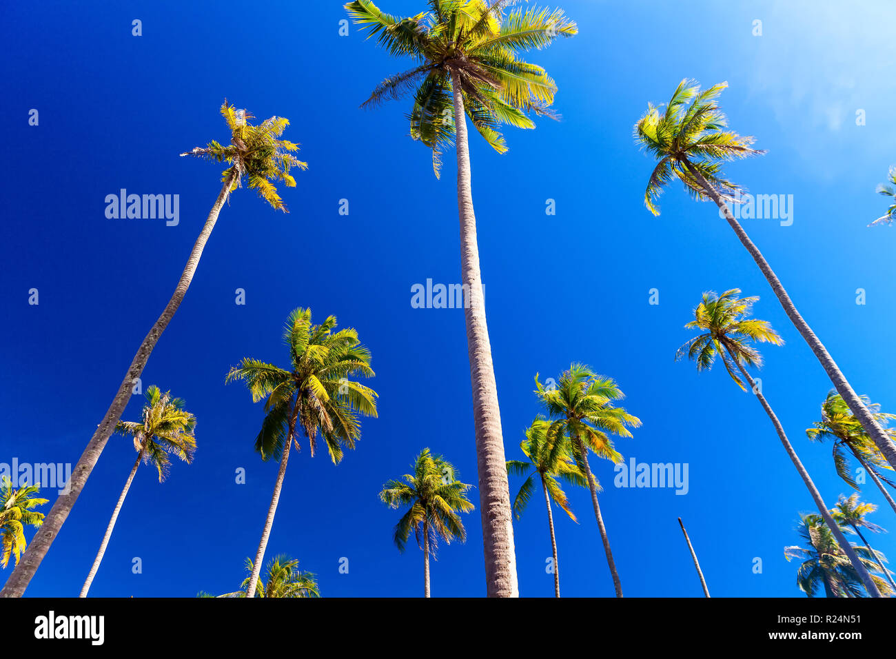 Coconut palm trees on tropical beach on background blue sky Stock Photo ...