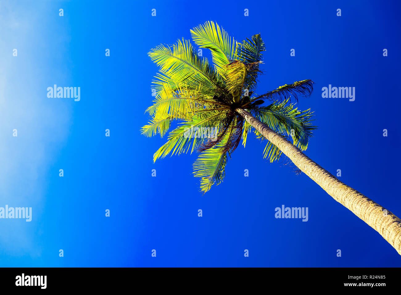 Coconut palm trees on tropical beach on background blue sky Stock Photo ...