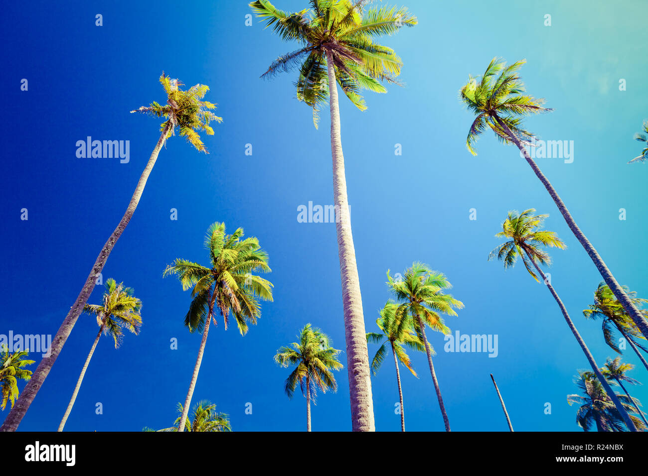 Coconut palm trees on tropical beach on background blue sky Stock Photo ...