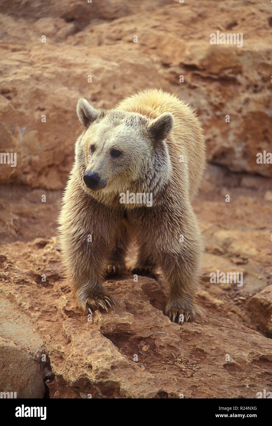 Syrian brown bear (Ursus arctos syriacus) Stock Photo