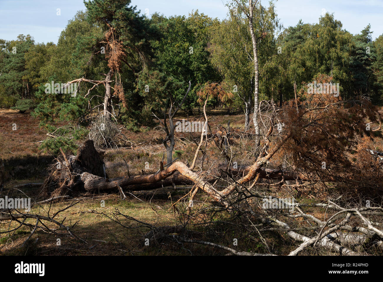 Trees blown down by strong wind, Maasduinen National Park; Limburg, Netherlands Stock Photo