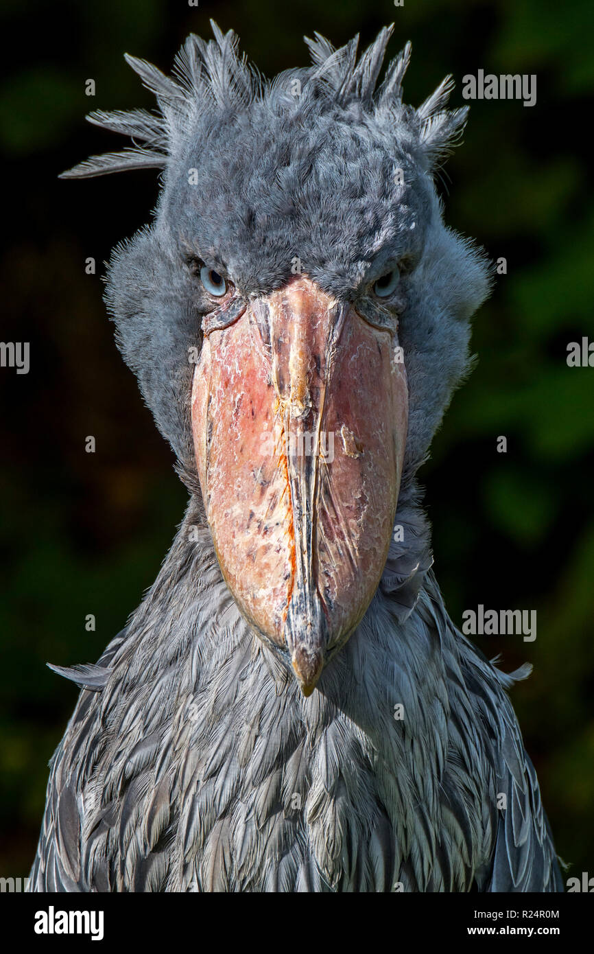 Close up portrait of shoebill / whalehead / shoe-billed stork (Balaeniceps rex) native to tropical east Africa Stock Photo