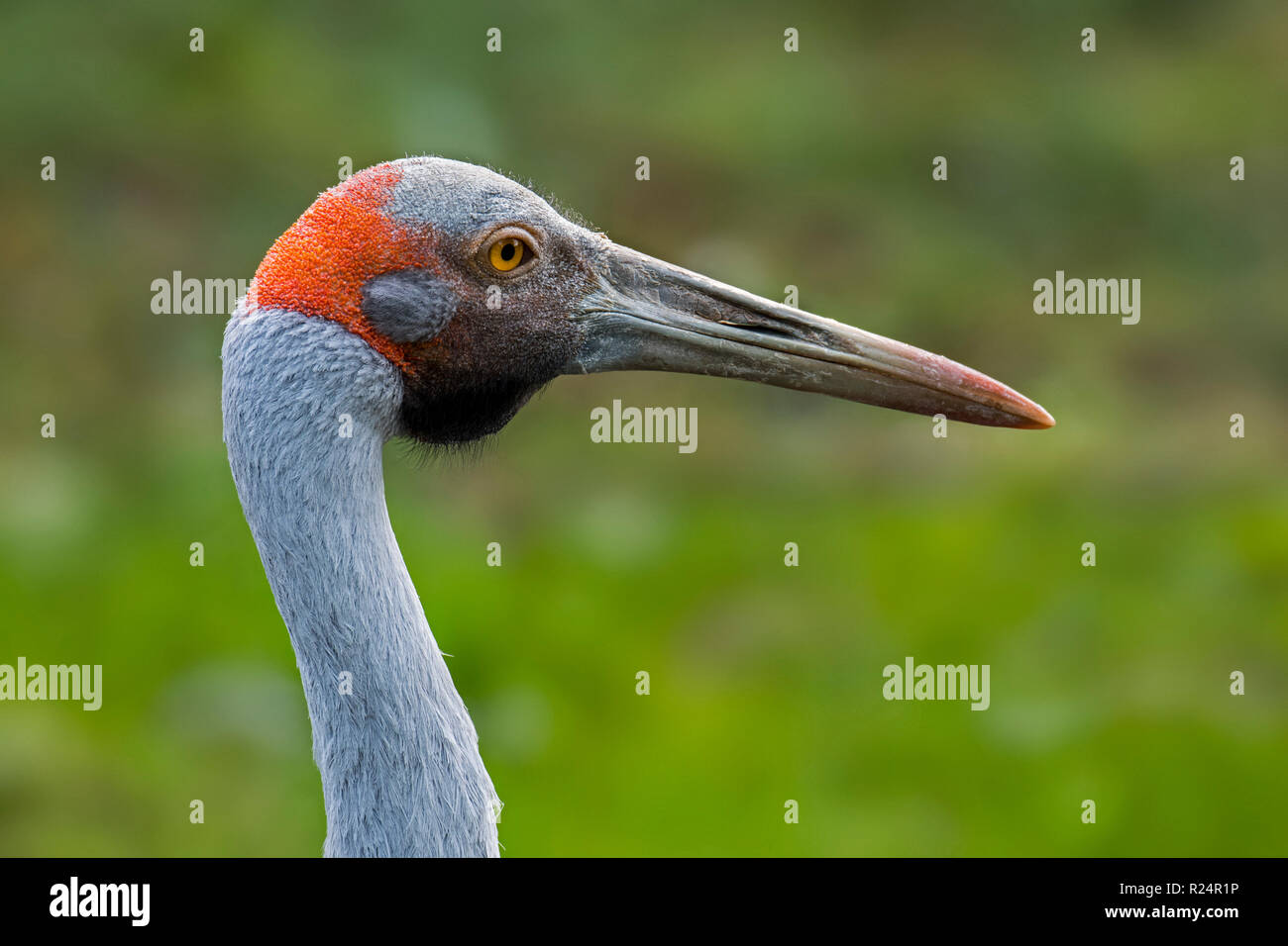 Close up portrait of brolga / native companion / Australian crane (Antigone rubicunda) native to Australia and New Guinea Stock Photo