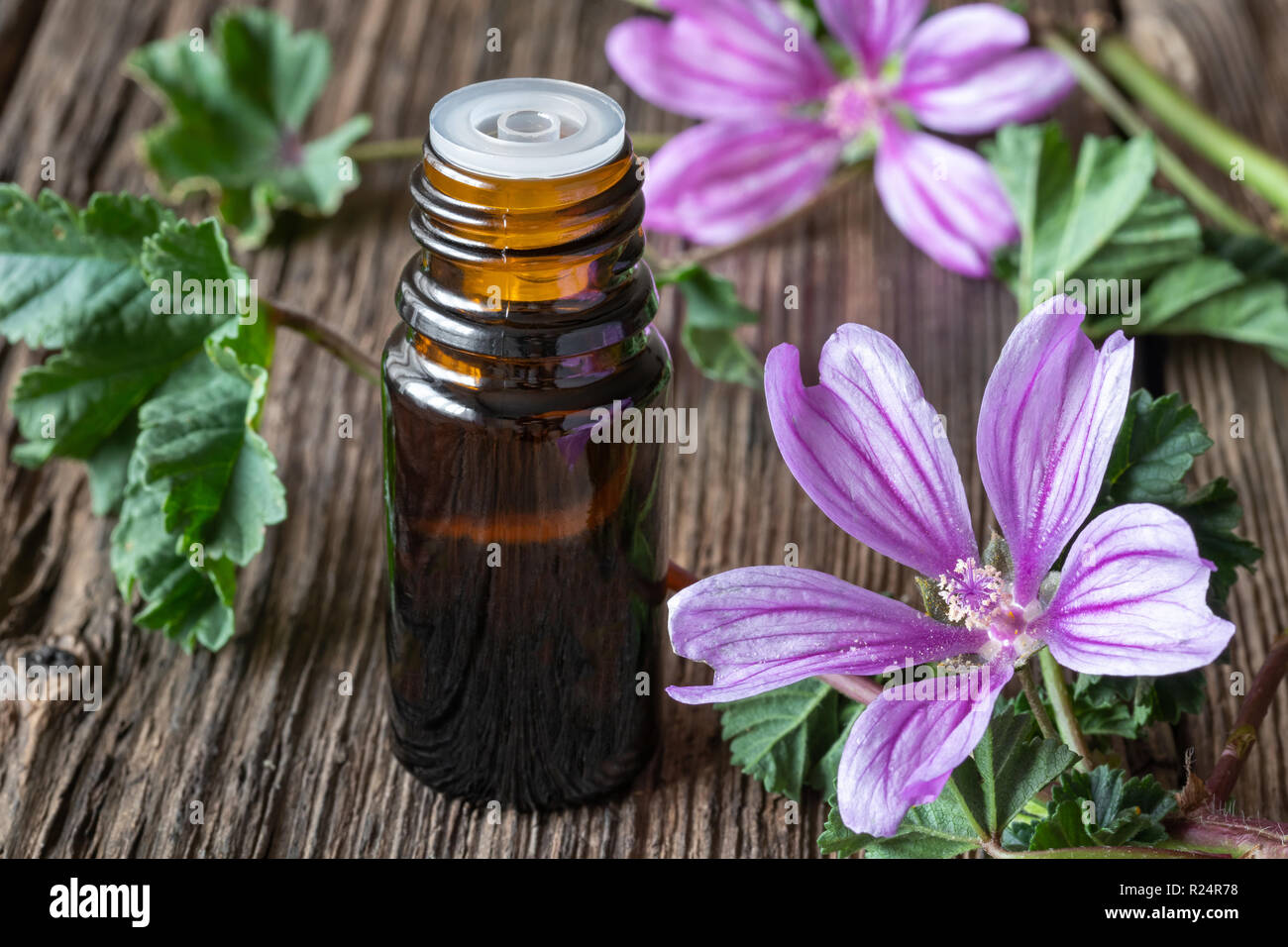 A bottle of common mallow essential oil with fresh blooming malva sylvestris twigs Stock Photo