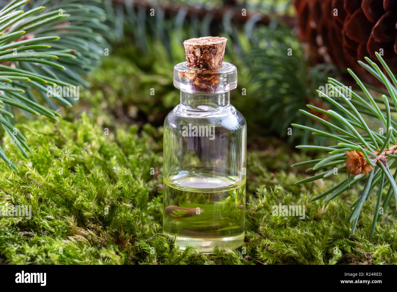 A bottle of essential oil with moss and fresh spruce branches Stock Photo