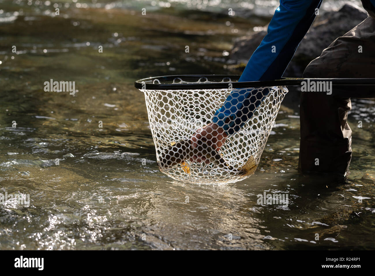 https://c8.alamy.com/comp/R24RP1/fisherman-holding-fish-in-fishing-net-R24RP1.jpg