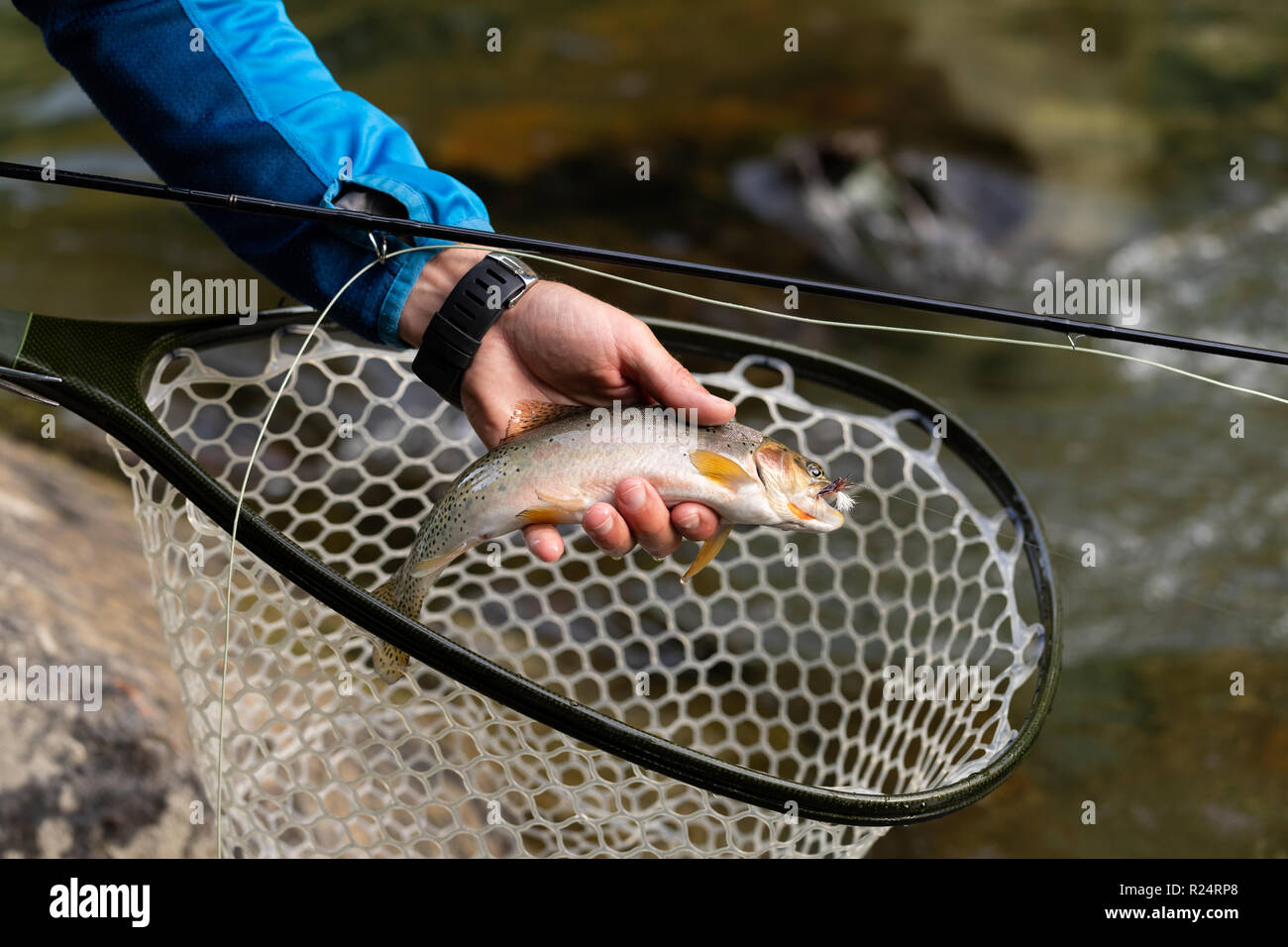Hand holding fish hires stock photography and images Alamy