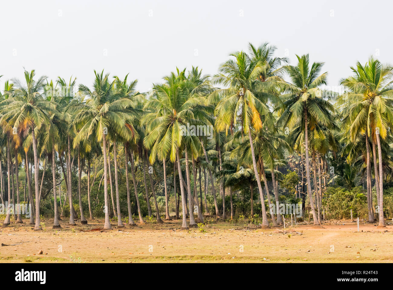 Beautiful tropical Park of coconut trees with long trunks. densely growing coconut trees in a tropical garden. exotic agriculture. Stock Photo