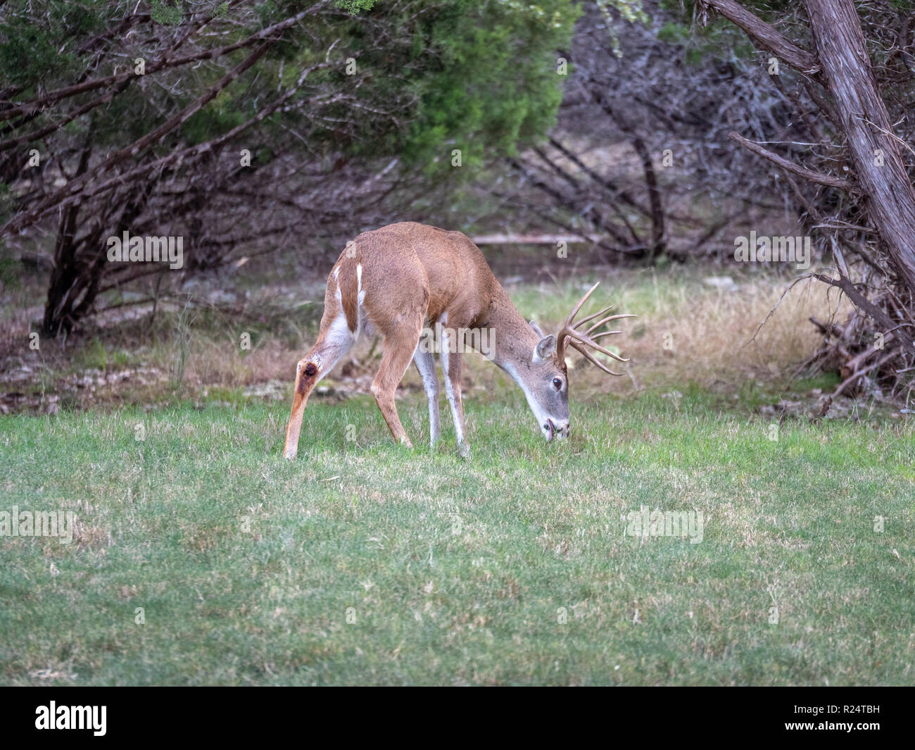 Deer eat bark hires stock photography and images Alamy