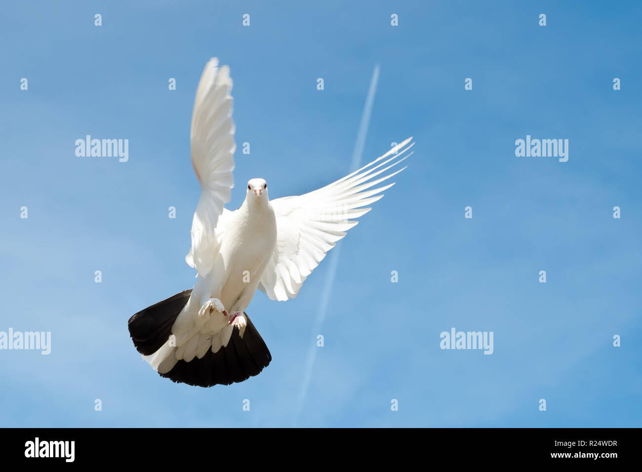 White dove flying blue sky hires stock photography and images Alamy