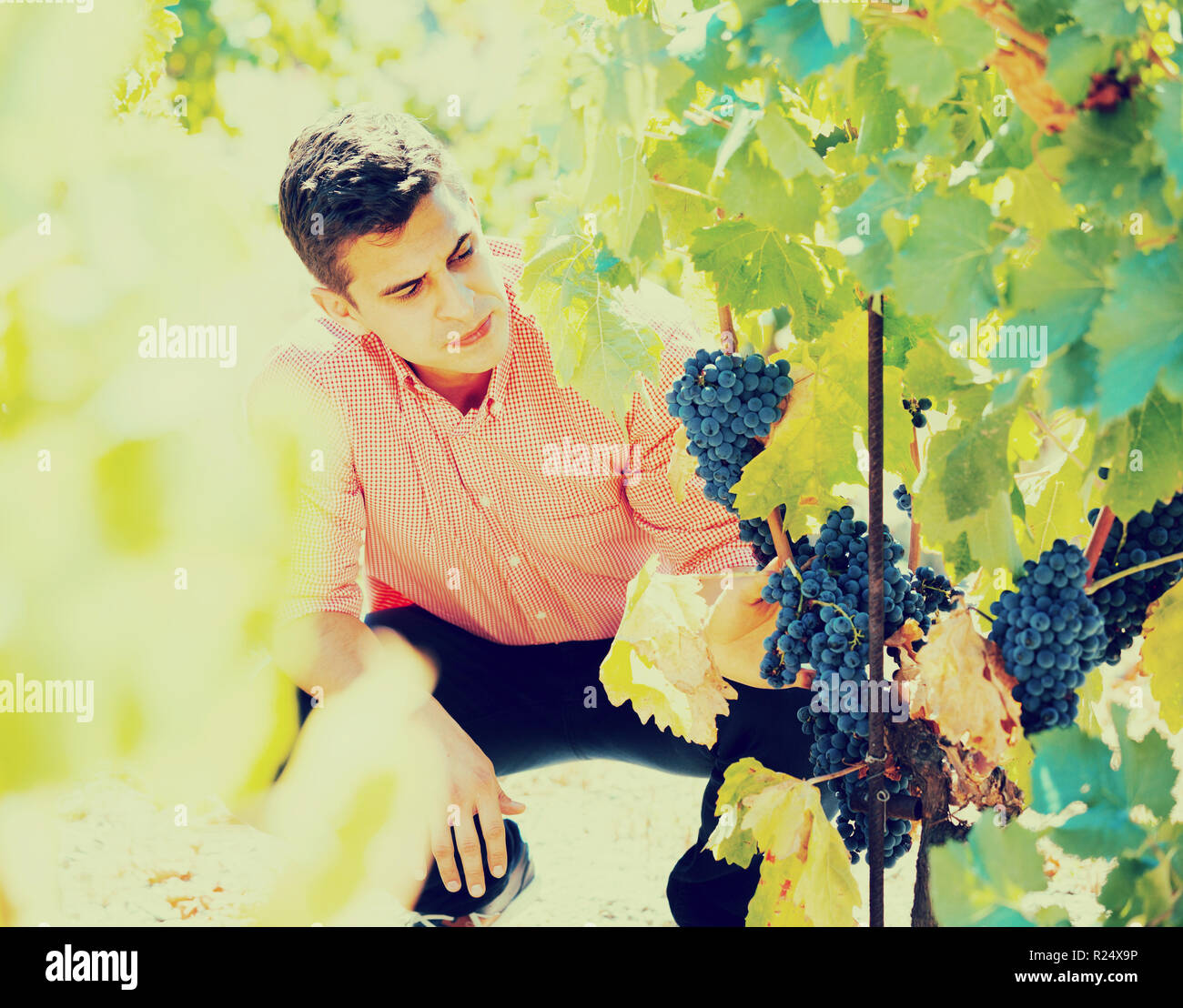 male vineyard worker cutting clusters of wine grape Stock Photo