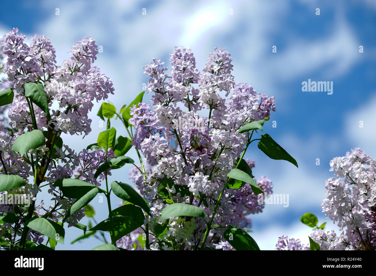 Flowering lilac bush Stock Photo Alamy
