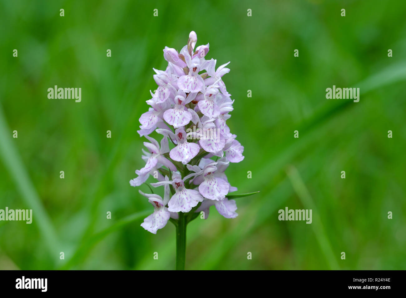 Spotted orchid on a meadow in Germany designated as a nature reserve Stock Photo