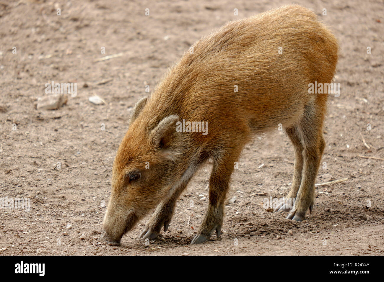 Young wild boar in the wild park Pforzheim Stock Photo