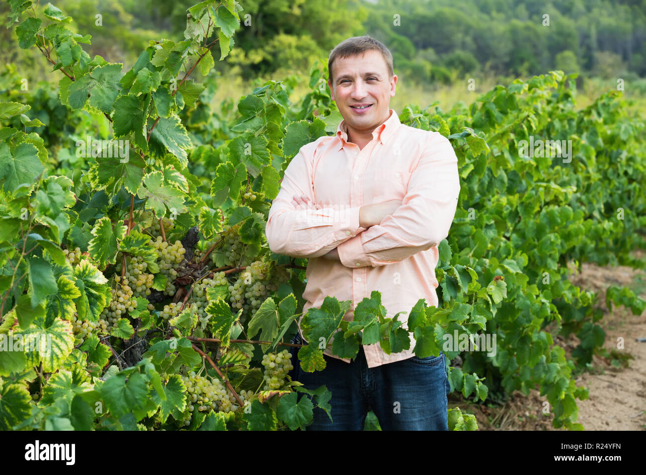 Young farmer standing near wine grape and leaves in summer day Stock ...
