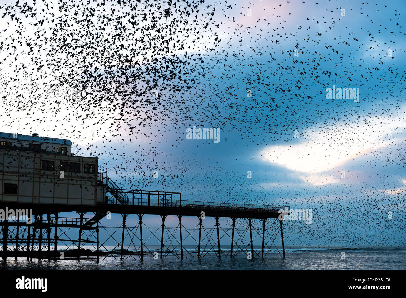 Aberystwyth Wales UK, 16th Nov 2018.  UK Weather: Tens  of thousands of starlings fill the sky as they perform their nightly balletic ‘murmurations’ before swooping down to roost noisily for the night on the forest  of cast iron legs underneath the Aberystwyth’s Victorian seaside pier. Aberystwyth is one of the few urban roosts in the country and draws people from all over the UK to witness the spectacular nightly displays.  photo credit: Keith Morris / Alamy Live News Stock Photo