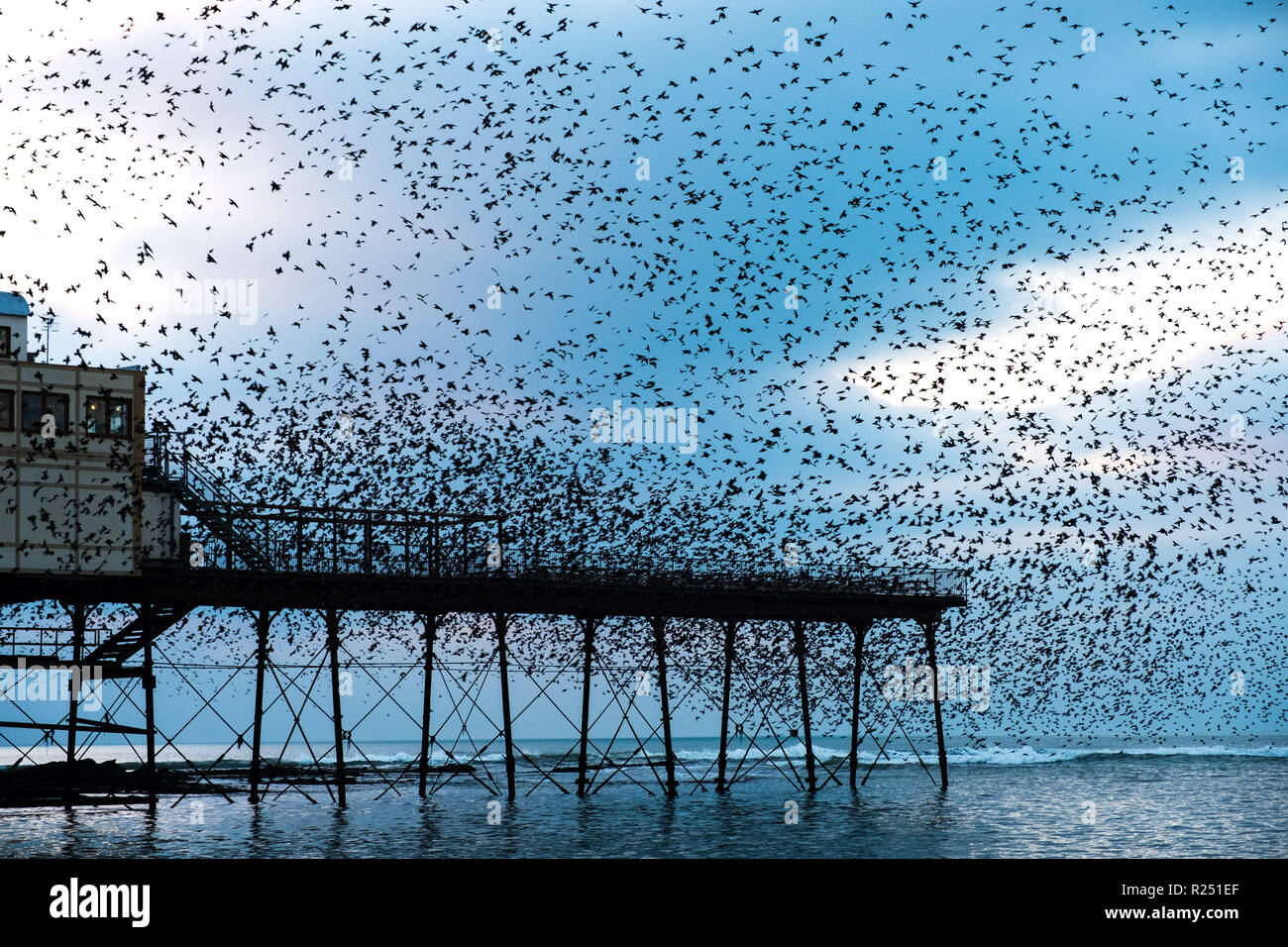 Aberystwyth Wales UK, 16th Nov 2018.  UK Weather: Tens  of thousands of starlings fill the sky as they perform their nightly balletic ‘murmurations’ before swooping down to roost noisily for the night on the forest  of cast iron legs underneath the Aberystwyth’s Victorian seaside pier. Aberystwyth is one of the few urban roosts in the country and draws people from all over the UK to witness the spectacular nightly displays.  photo credit: Keith Morris / Alamy Live News Stock Photo