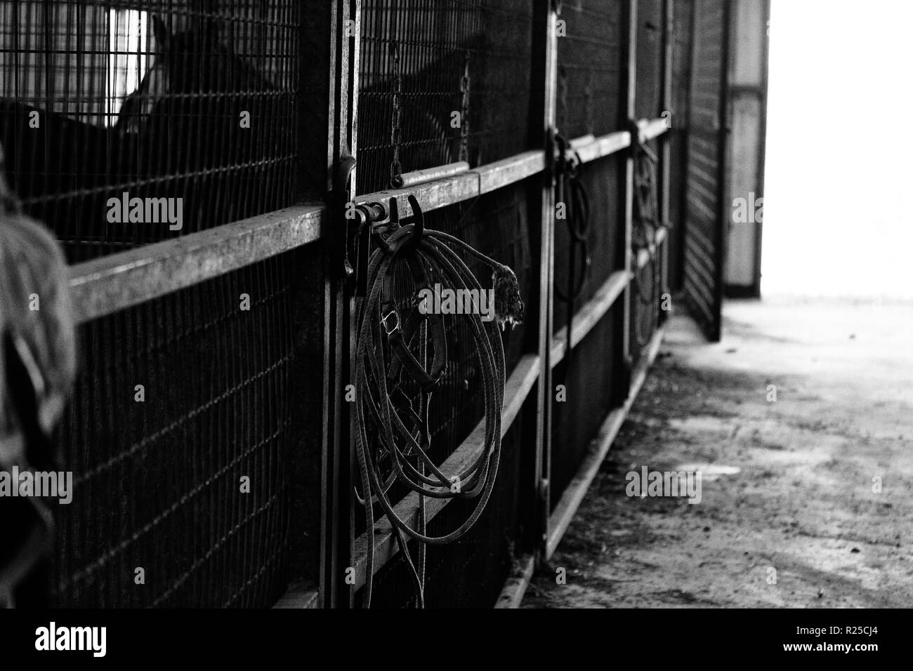 Horse stalls in barn shows rope in black and white Stock Photo - Alamy