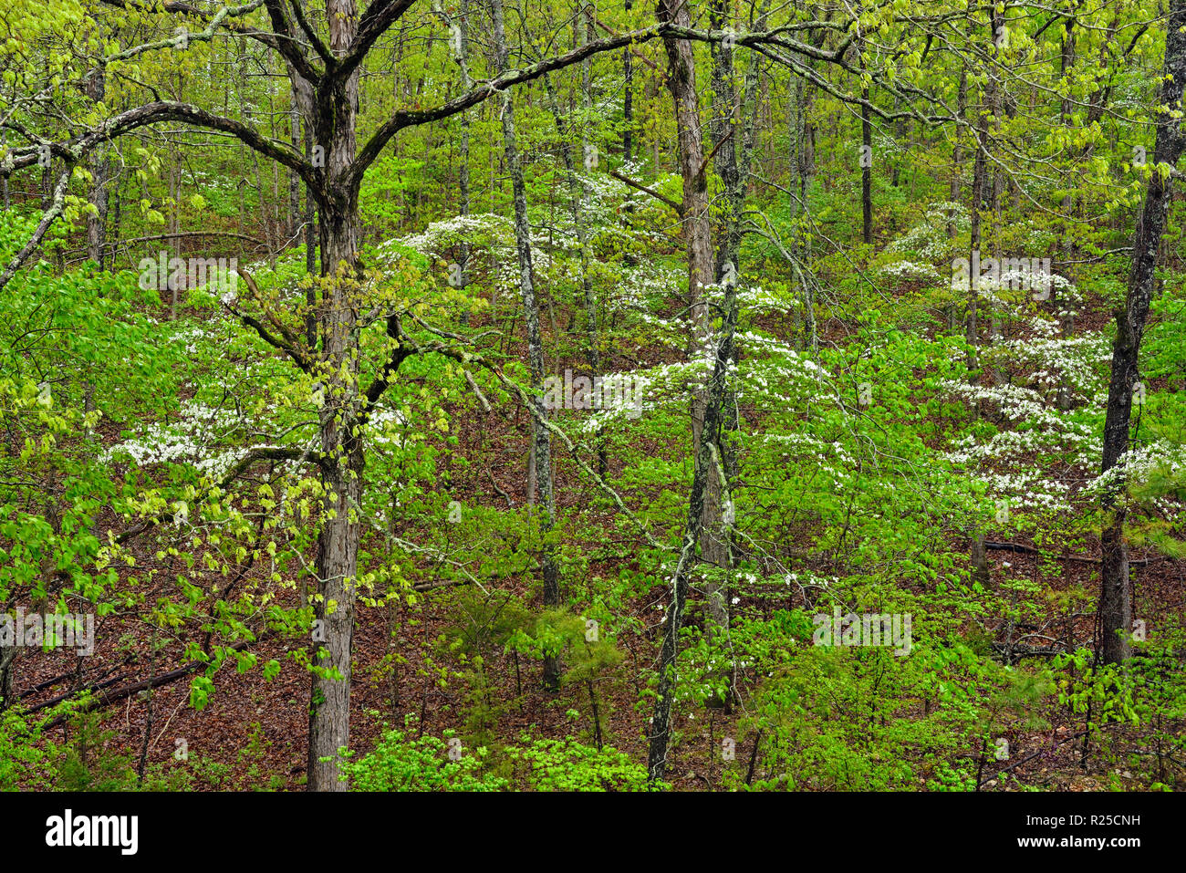Southern hardwood forests hires stock photography and images Alamy