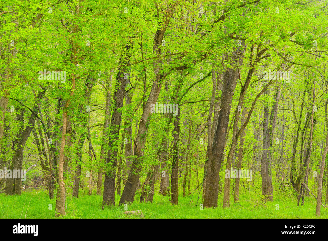 Virginia Creeper Vine - Urban Forest Dweller