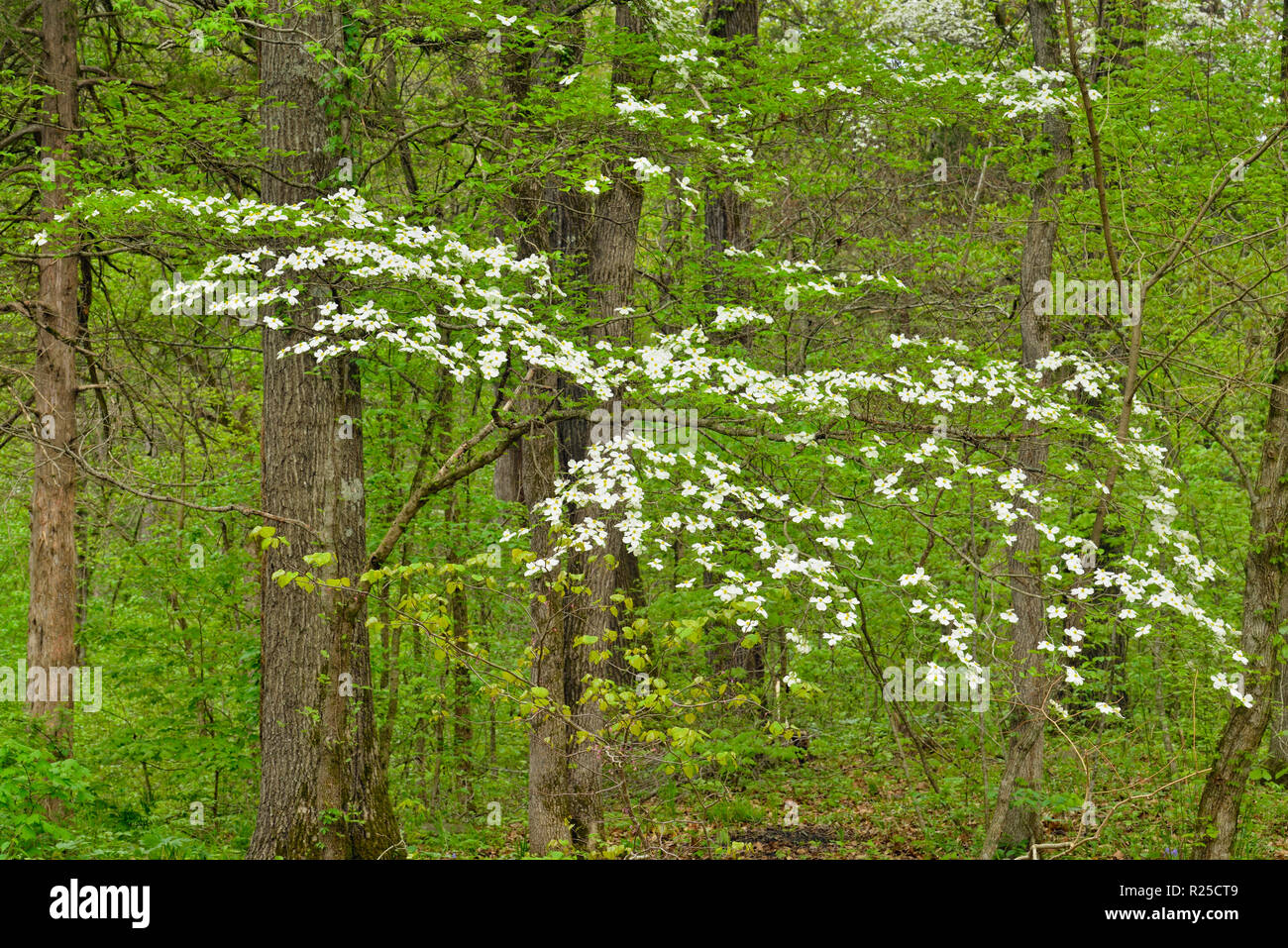 Hardwoods and flowering dogwood in the Boxley Valley, Buffalo National